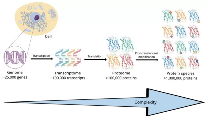 The complexity from genome to proteome